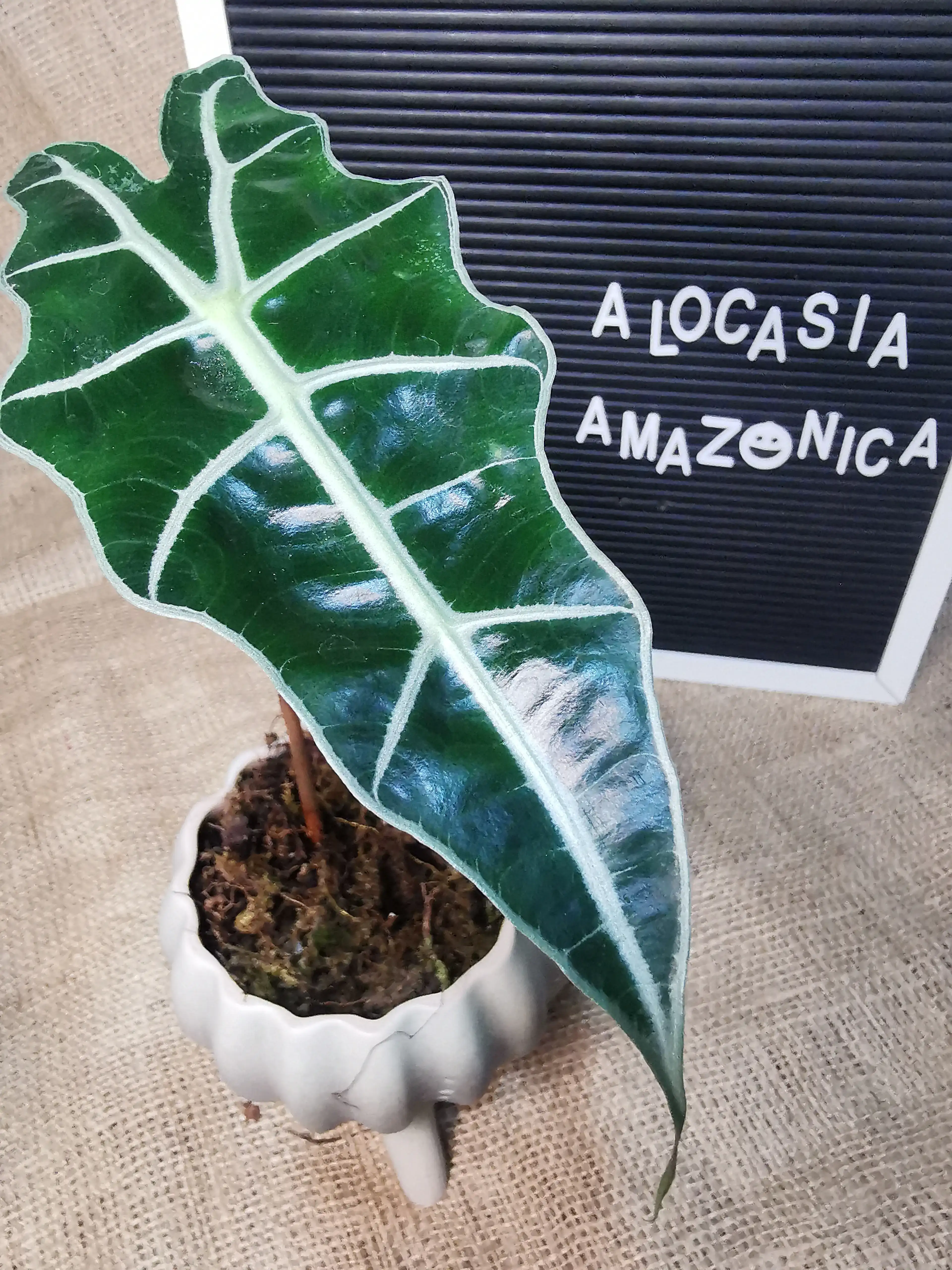 ALOCASIA AMAZÓNICA  2