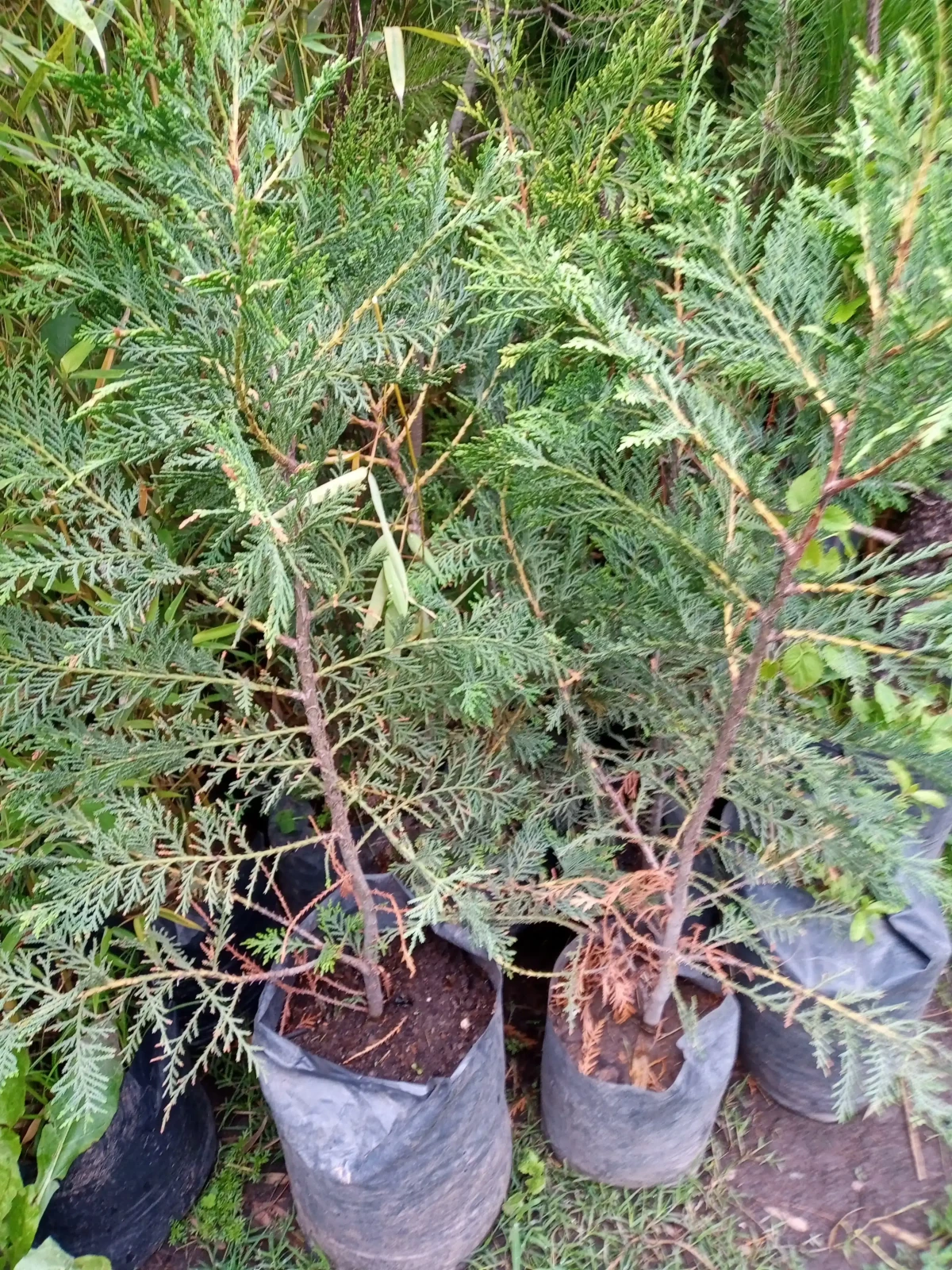 Elliotis  5