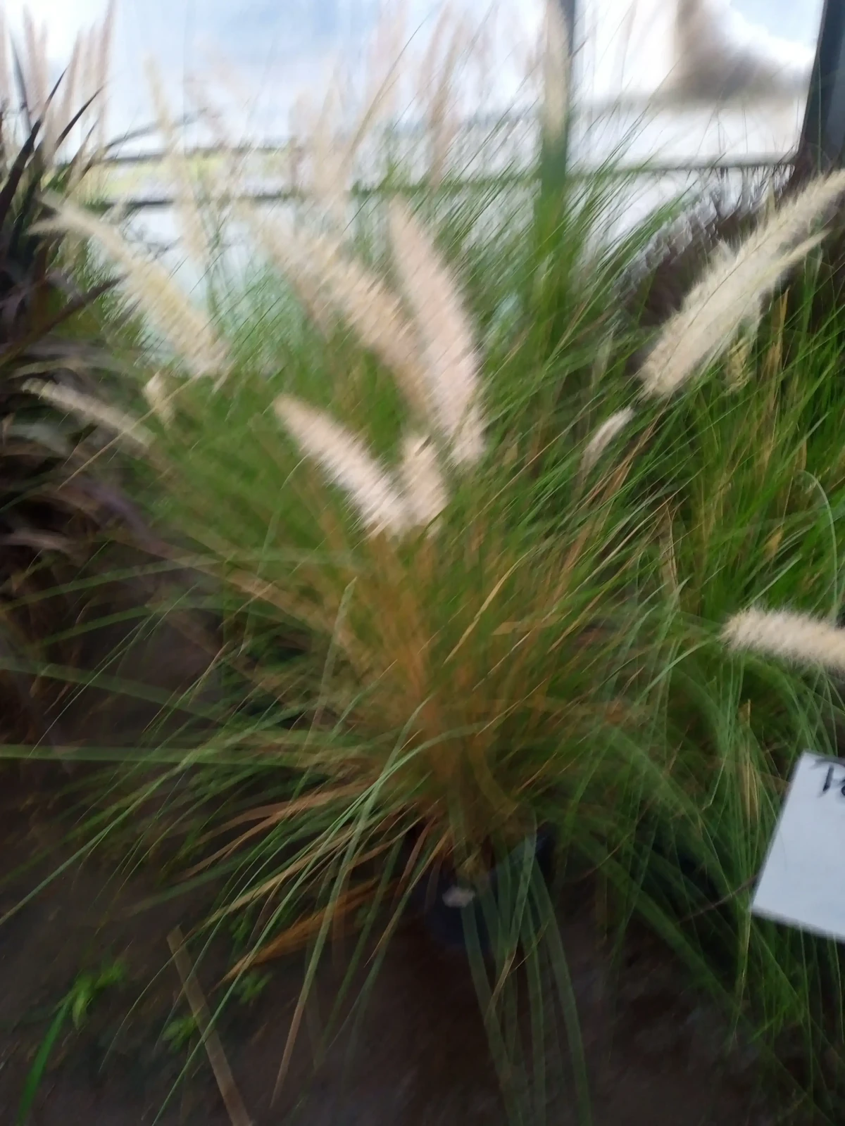 Penicetum rupelli verde 4