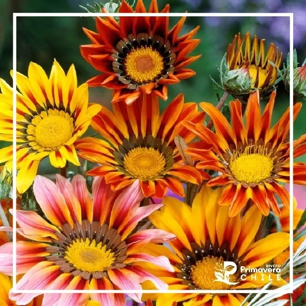Semillas Gazania Sunshine Mezcla Floristas