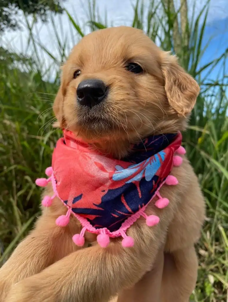 Golden Retriever  4